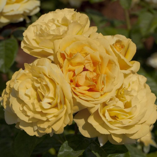 MICHELANGELO® Meitelov MICHELANGELO® Meitelov